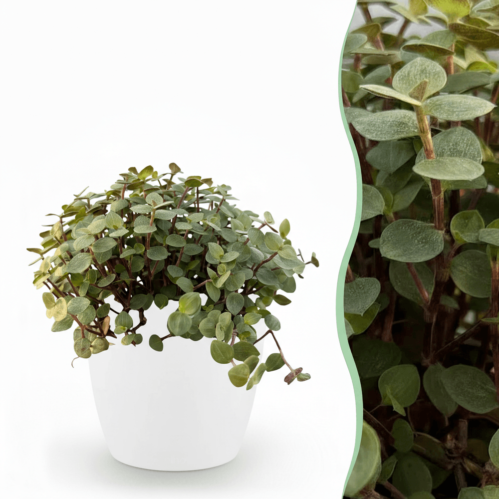 Calissia repens - pet-friendly - pot de 12cm - hauteur 17-20cm - plantes d'intérieur
