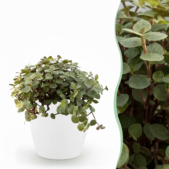 Calissia repens - pet-friendly - pot de 12cm - hauteur 17-20cm - plantes d'intérieur