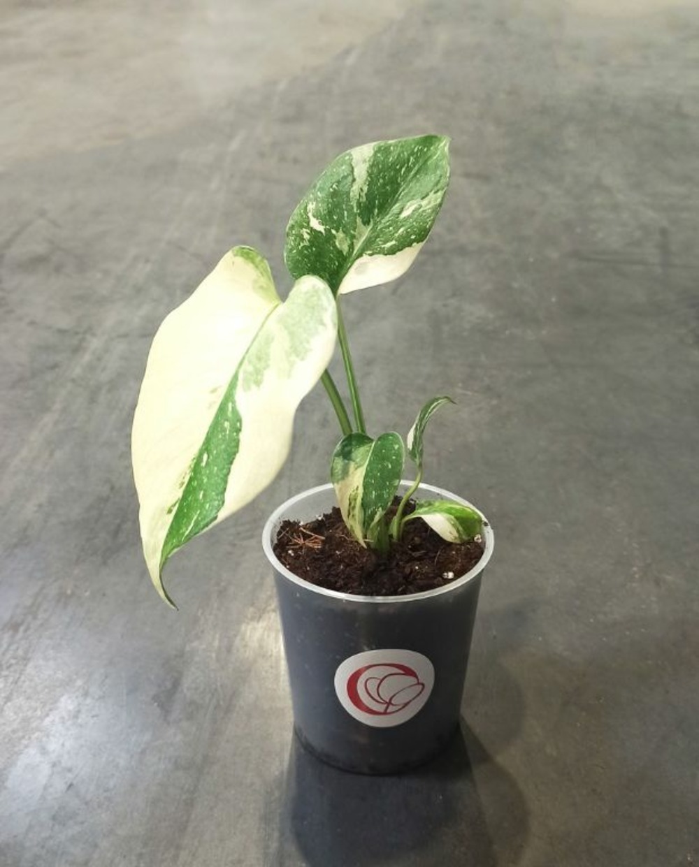 Monstera thai constellation d. 9cm h. 20cm - plante d'intérieur