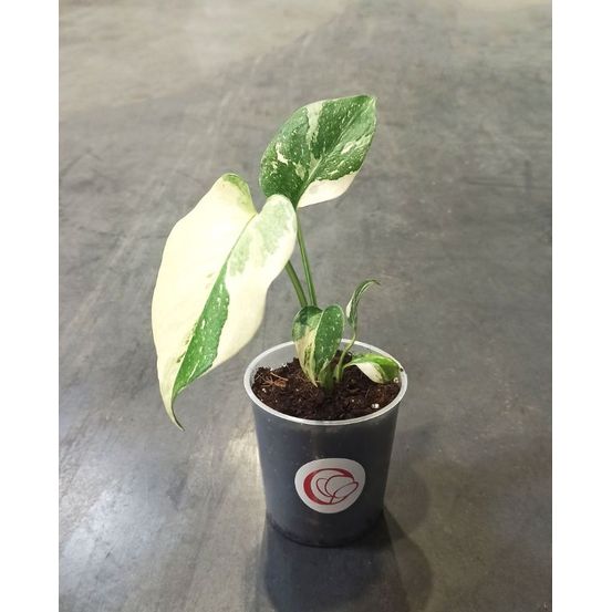 Monstera thai constellation d. 9cm h. 20cm - plante d'intérieur
