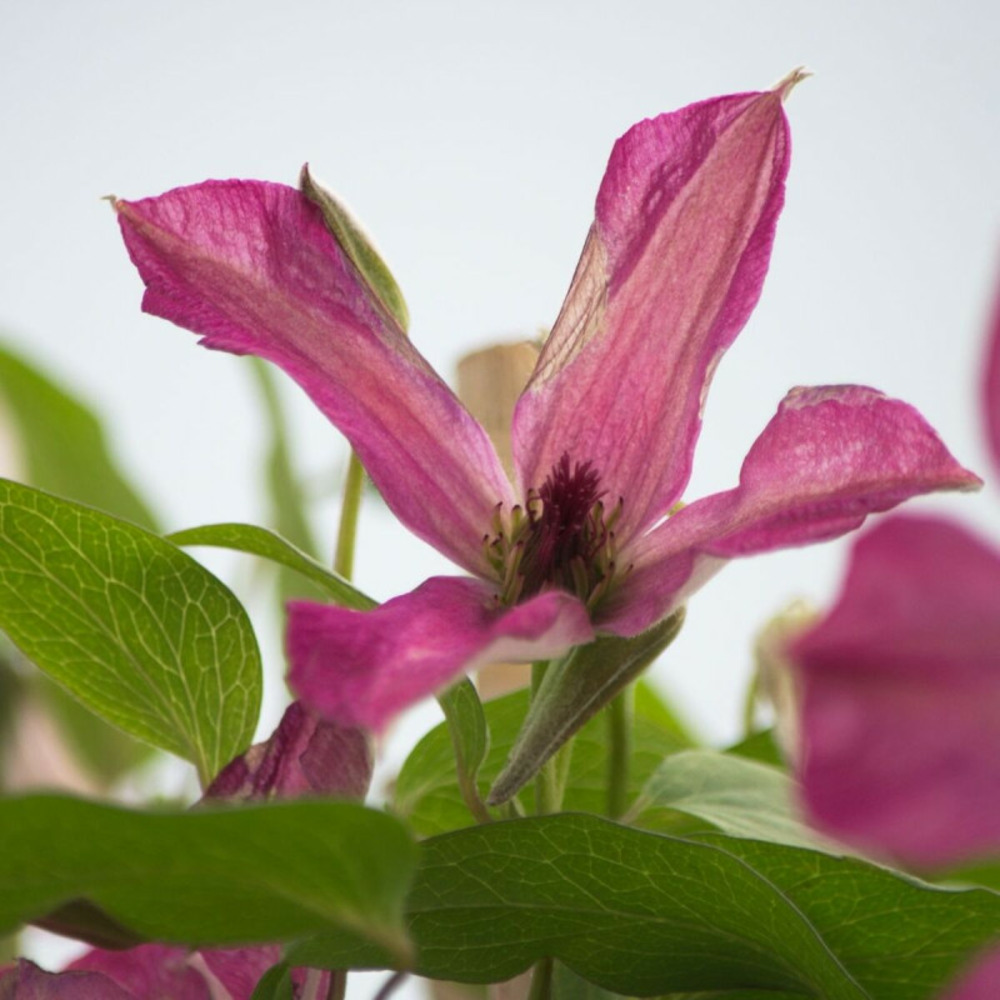 Clématite viticella wonderful® 'zo09073' pot de 2l - tuteur bambou 60/90 cm