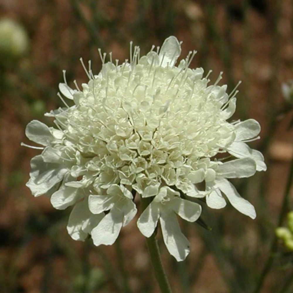 Scabieuse à fleurs jaune pâle lot de 5 godets