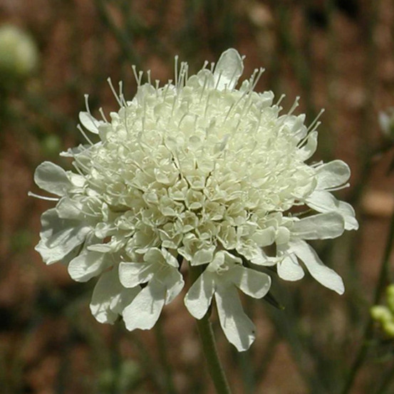 Scabieuse à fleurs jaune pâle lot de 5 godets