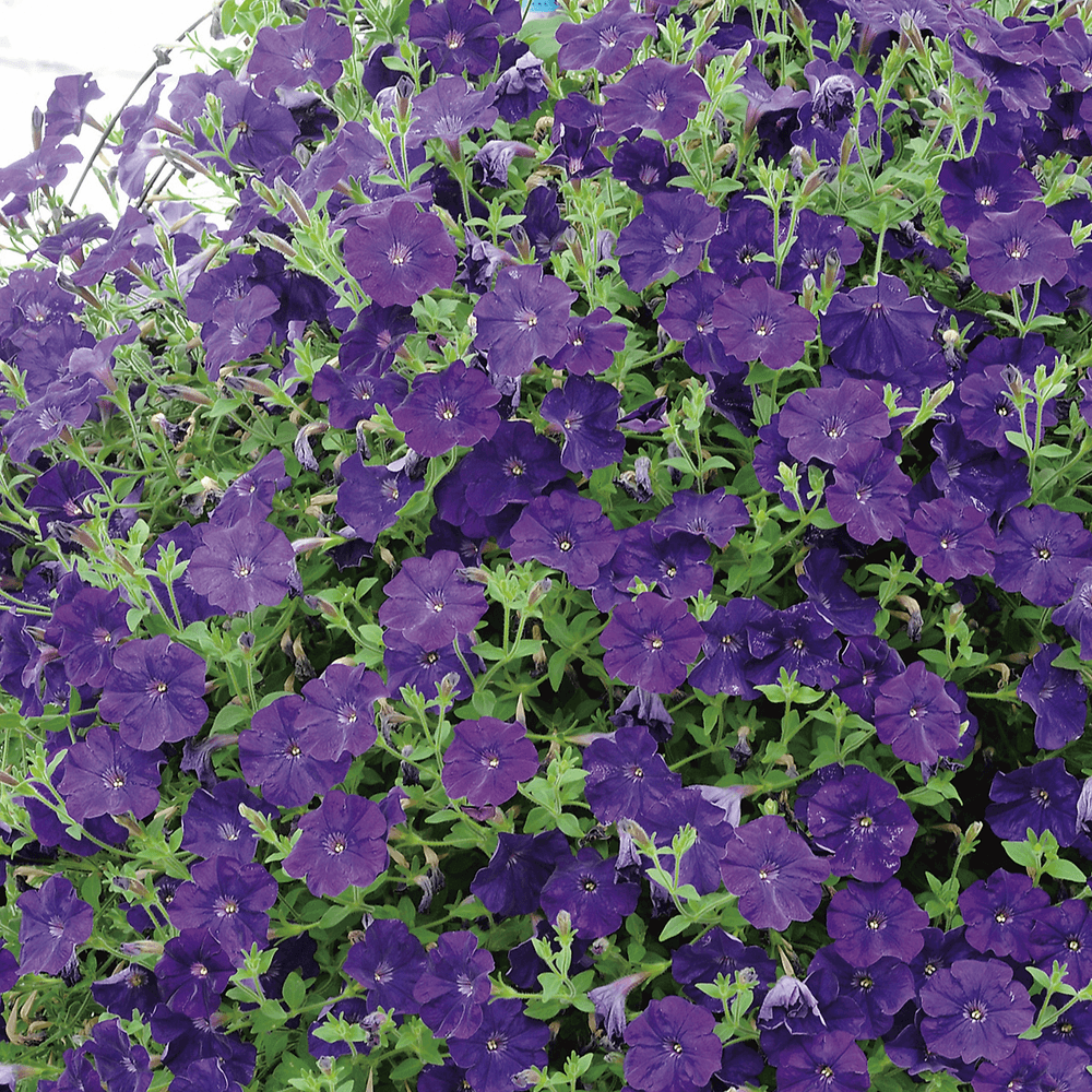 Petunia cascade bleu violet - 3 godets plante annuelle | Truffaut