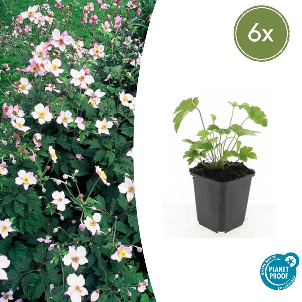 Anémone du japon 'robustissima' x6 – entre 0,38 et 0,5m2