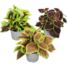 Coleus - ortie -  3x - plante d'intérieur véritable avec différentes couleurs - pot 13cm - hauteur 25-40cm