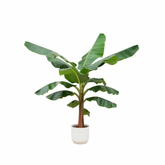 Bananier musa 150cm et son pot blanc - hauteur 150cm