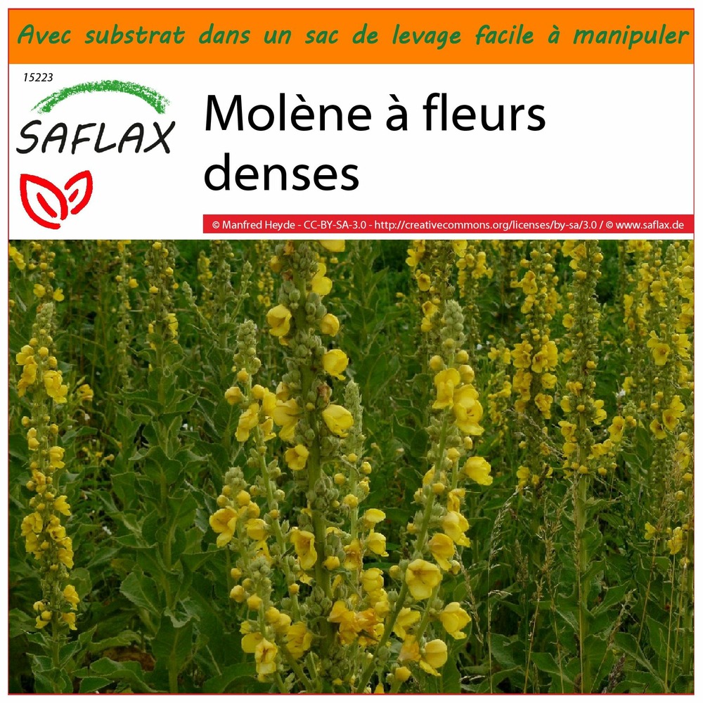 Garden in the bag - molène à fleurs denses - 500 graines - verbascum densiflorum