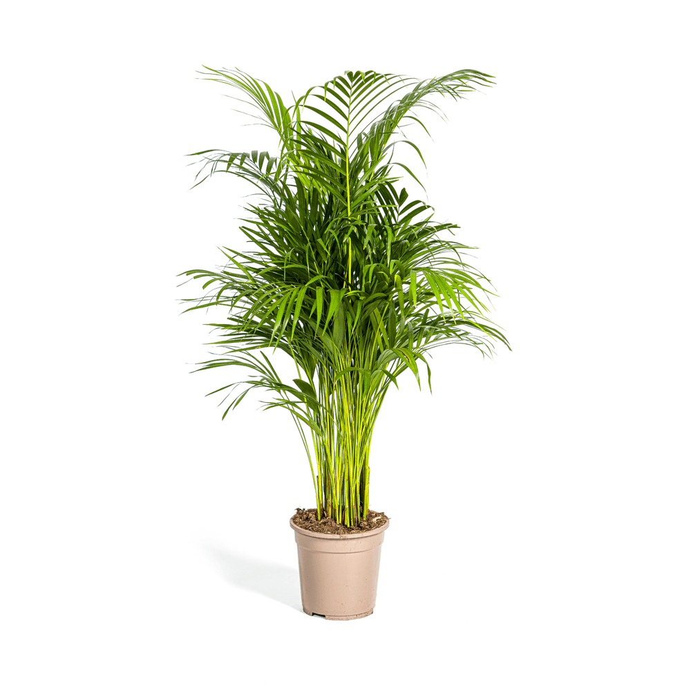 Dypsis areca lutescens ø21cm - ↕100 - 120cm - plantes d'intérieur