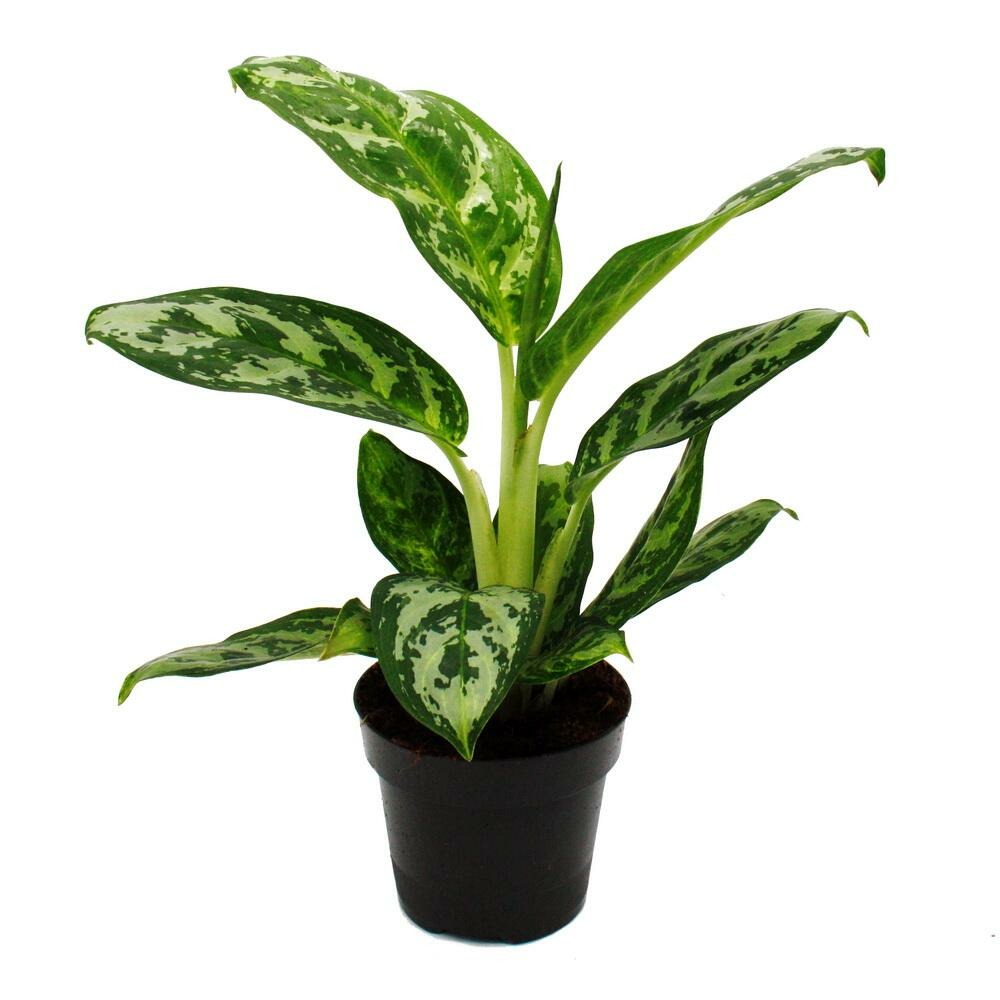 Aglaonema amazon silver - filament coloré en épi - variétés insolites - 12cm - hauteur env. 25-30cm