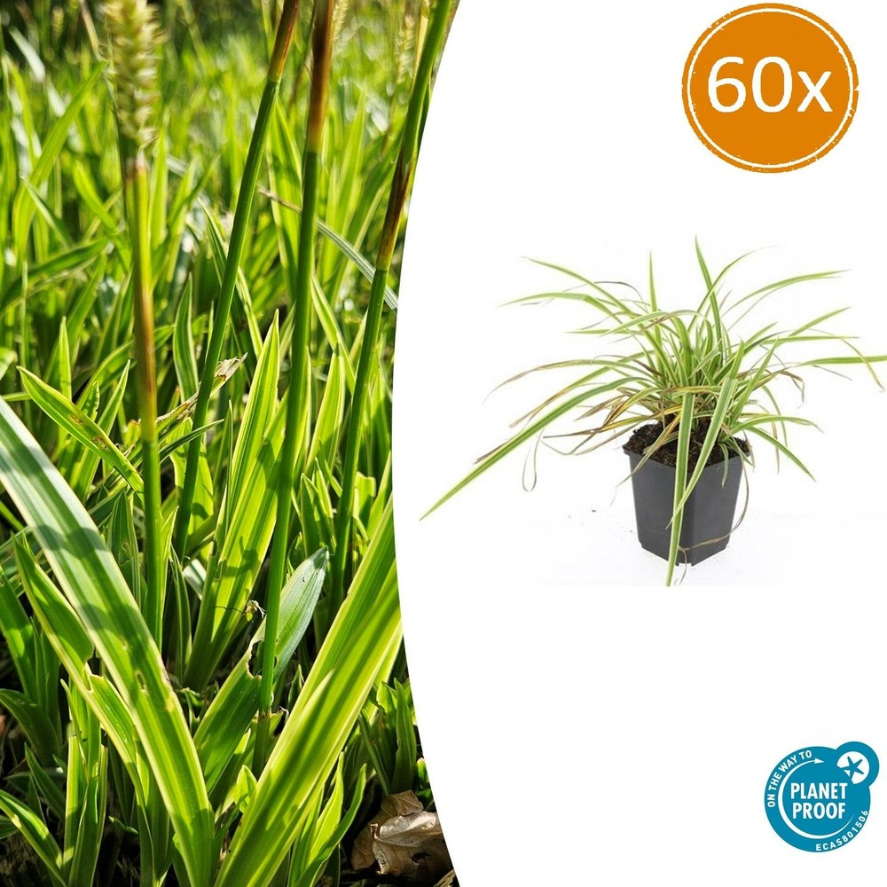 Carex laîche morrowii 'aureovariegata' x60 – entre 3,75 et 5m2