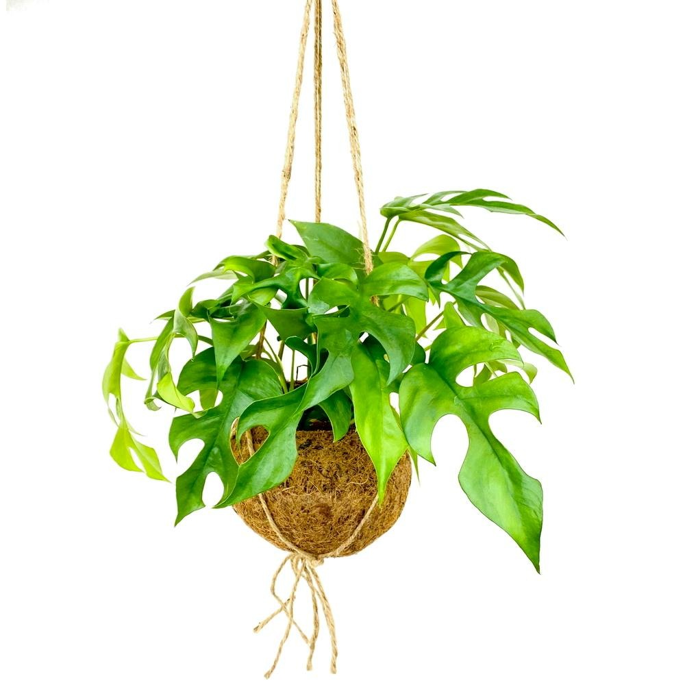 Kokodama - feuille de fenêtre dans un pot de cocodama xl à suspendre - monstera minima - ca. 17cm