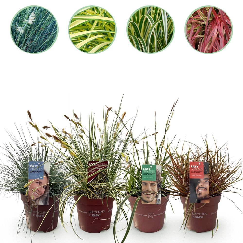 Graminée ornementale - au feuillage décoratif - lot de 4 - pot 17 cm - hauteur 50 cm