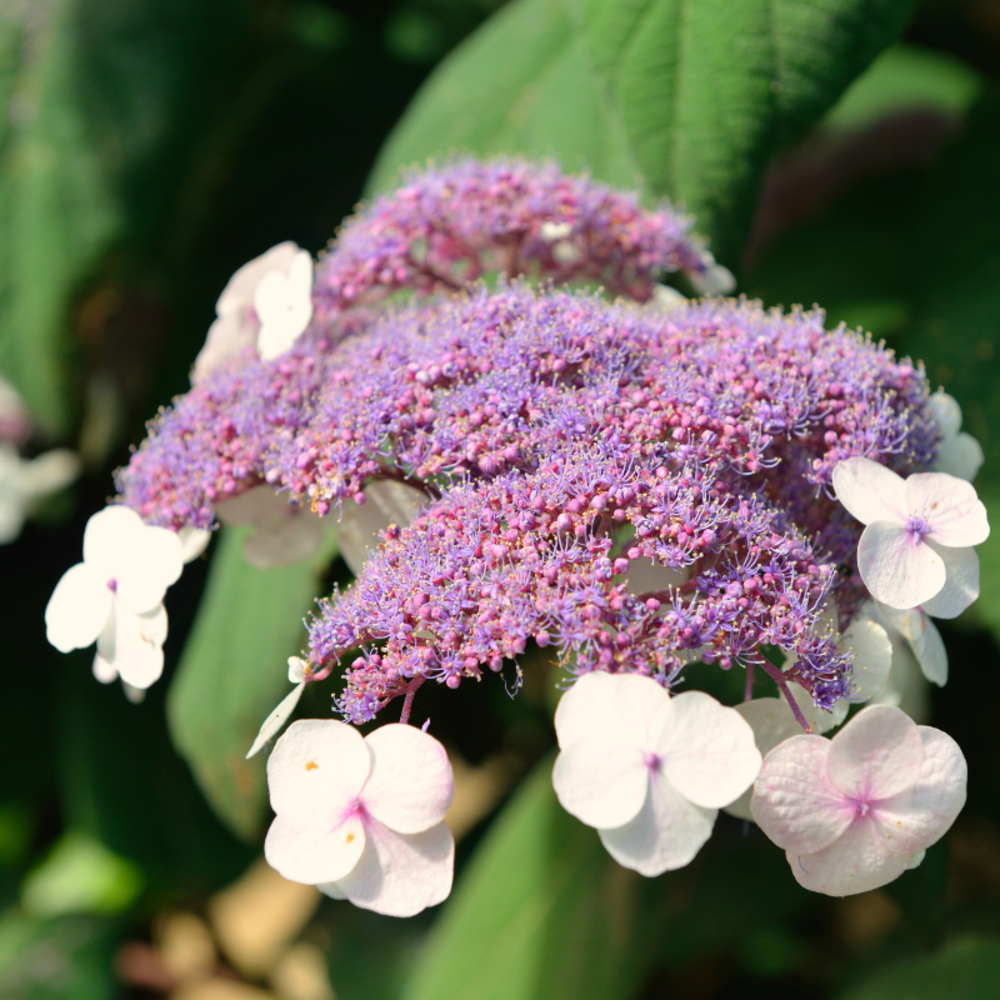 Hortensia aspera macrophylla - hydrangea aspera macrophylla 30/35 cm pot 3l