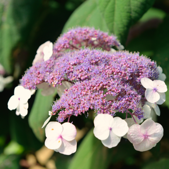 Hortensia aspera macrophylla - hydrangea aspera macrophylla 30/35 cm pot 3l