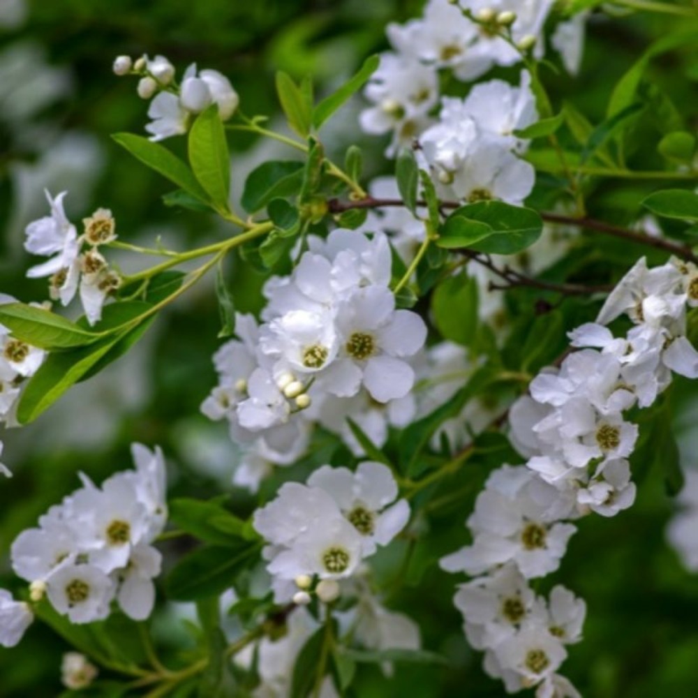 Exochorde en grappes (exochorda racemosa)