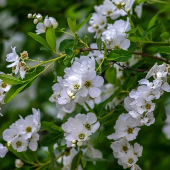 Exochorde en grappes (exochorda racemosa)
