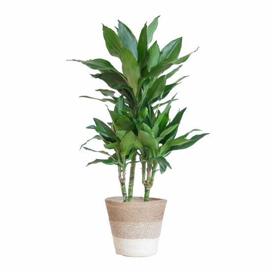 Dracaena janet lindt et son pot panier blanc - hauteur 95cm