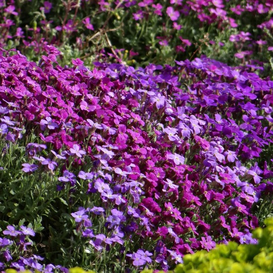 Aubriète 'cascade mix' le sachet de 850 graines environ (0,25g)