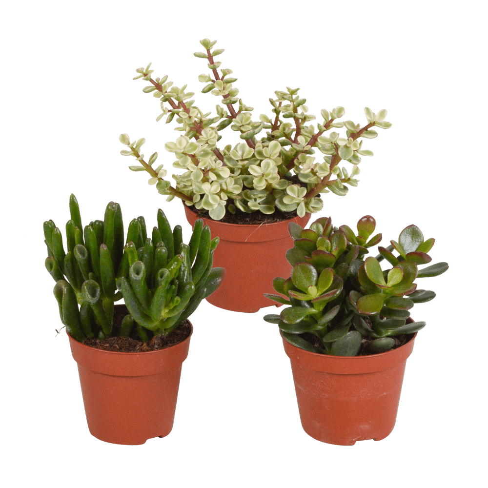 3x mélange de crassulas - sans pot - ø8,5cm - ↕18cm - plante d’intérieur