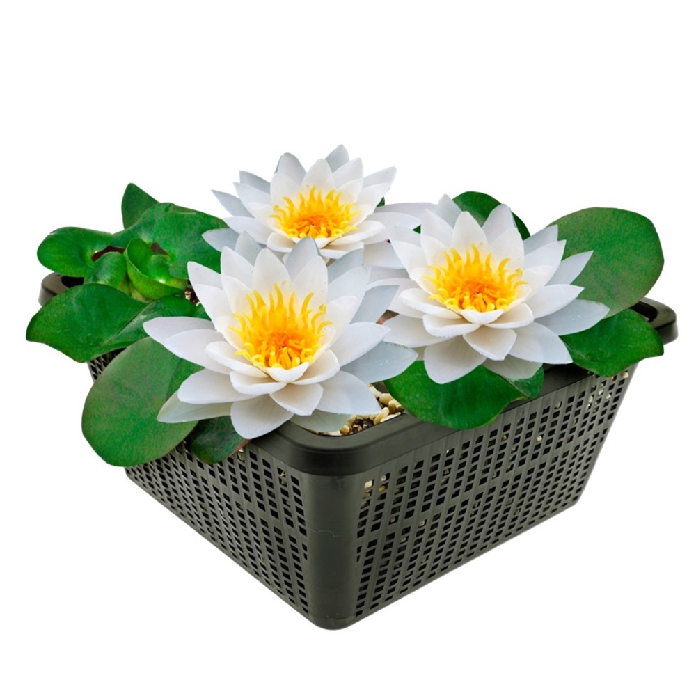 Nénuphar blanc nymphaea alba indigène - kit complet