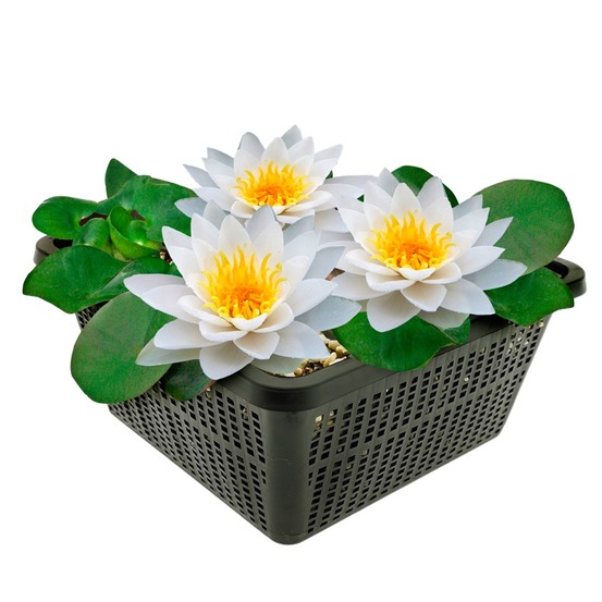 Nénuphar blanc nymphaea alba indigène - kit complet
