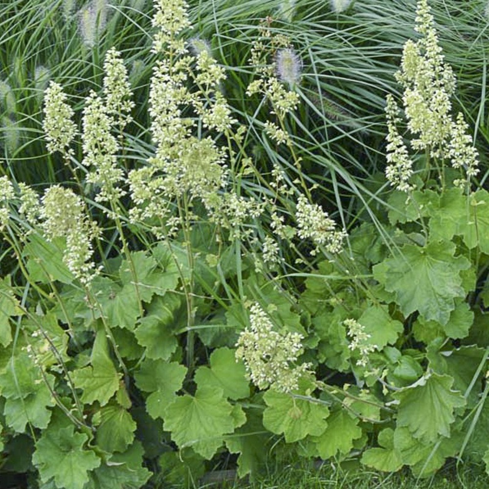 Heuchère villosa var macrorrhiza godet de 8/9 cm