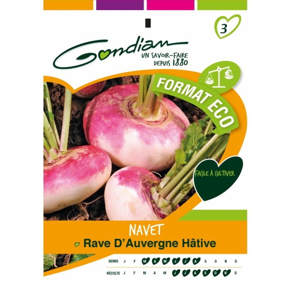 Navet rave d'auvergne hative