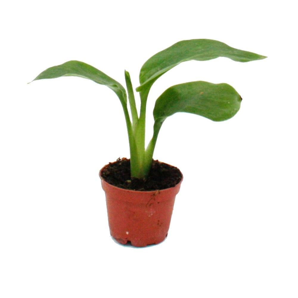 Mini-plante - monstera deliciosa - feuille de fenêtre - idéal pour les petits bols et verres - petite plante en pot de 5,5 cm