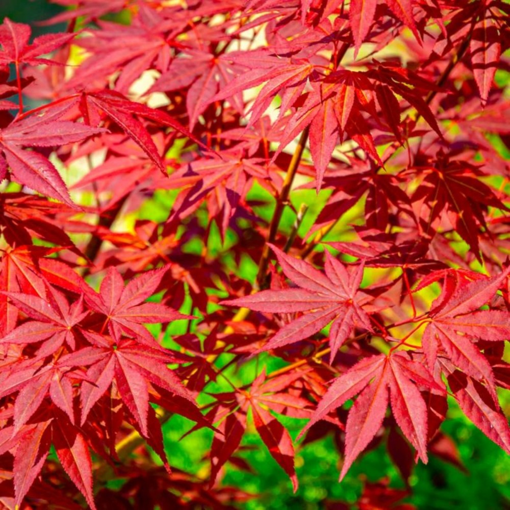 Érable du japon 'atropurpureum' (acer palmatum 'atropurpureum')