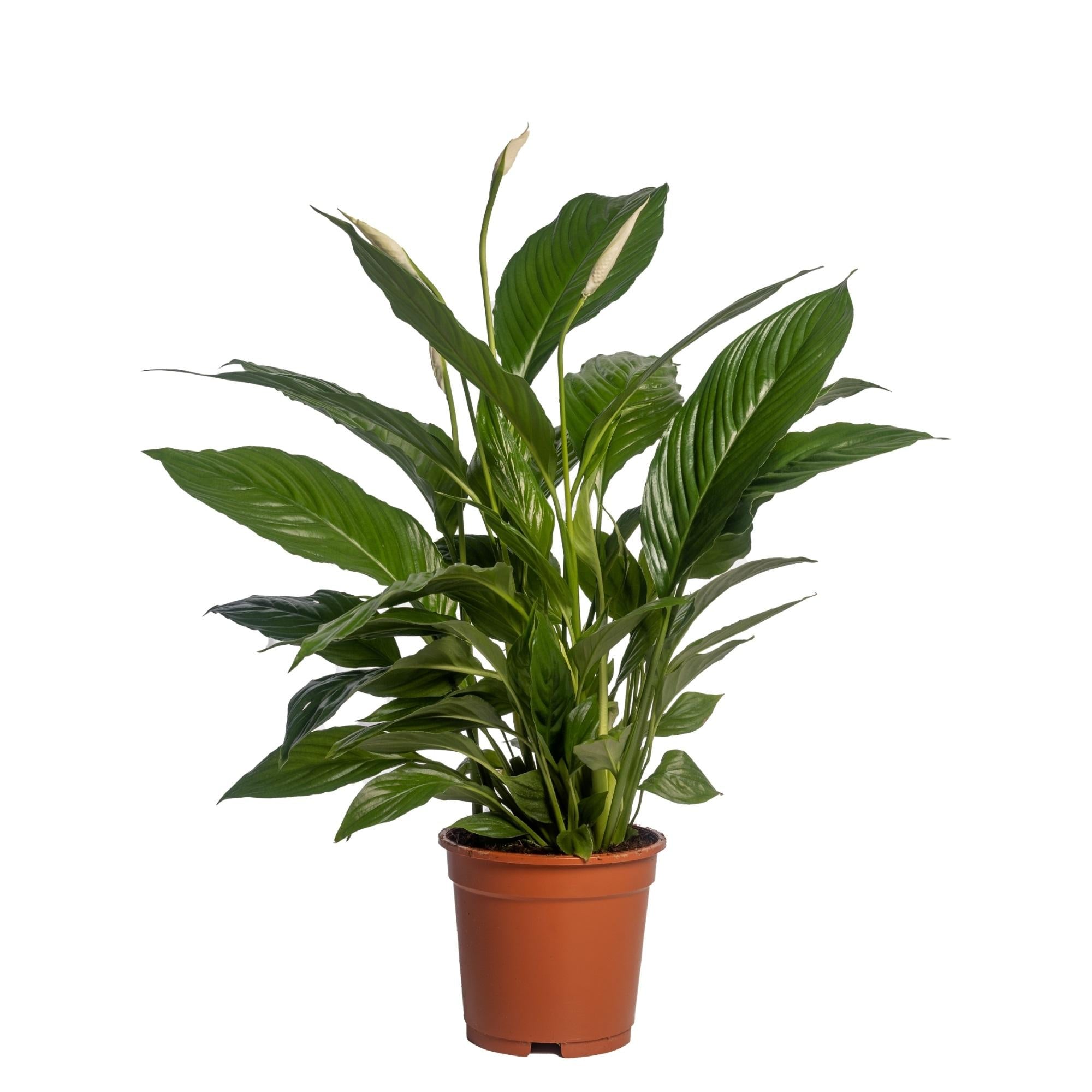 Plante d'intérieur - spathiphyllum 'vivaldi' 70.0cm