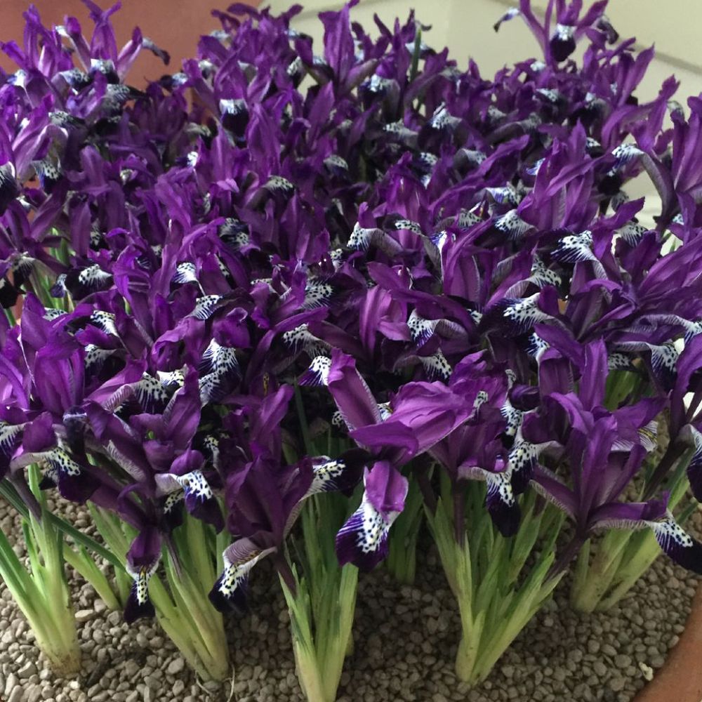 Iris réticulé 'spot on' bulbe calibre 5+ (par 5)