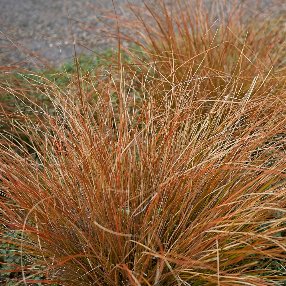 Laîche de buchanan - carex - le pot / 8cm