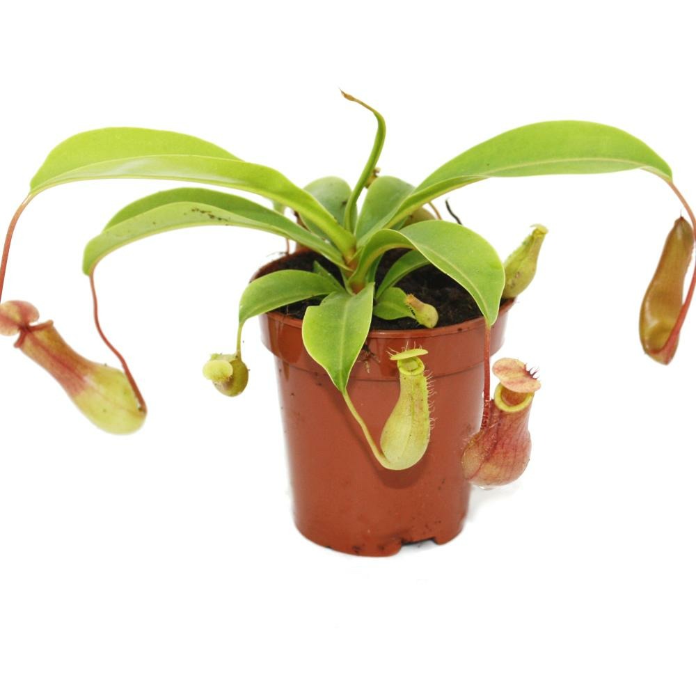 Pichet - nepenthes - pot de 9cm