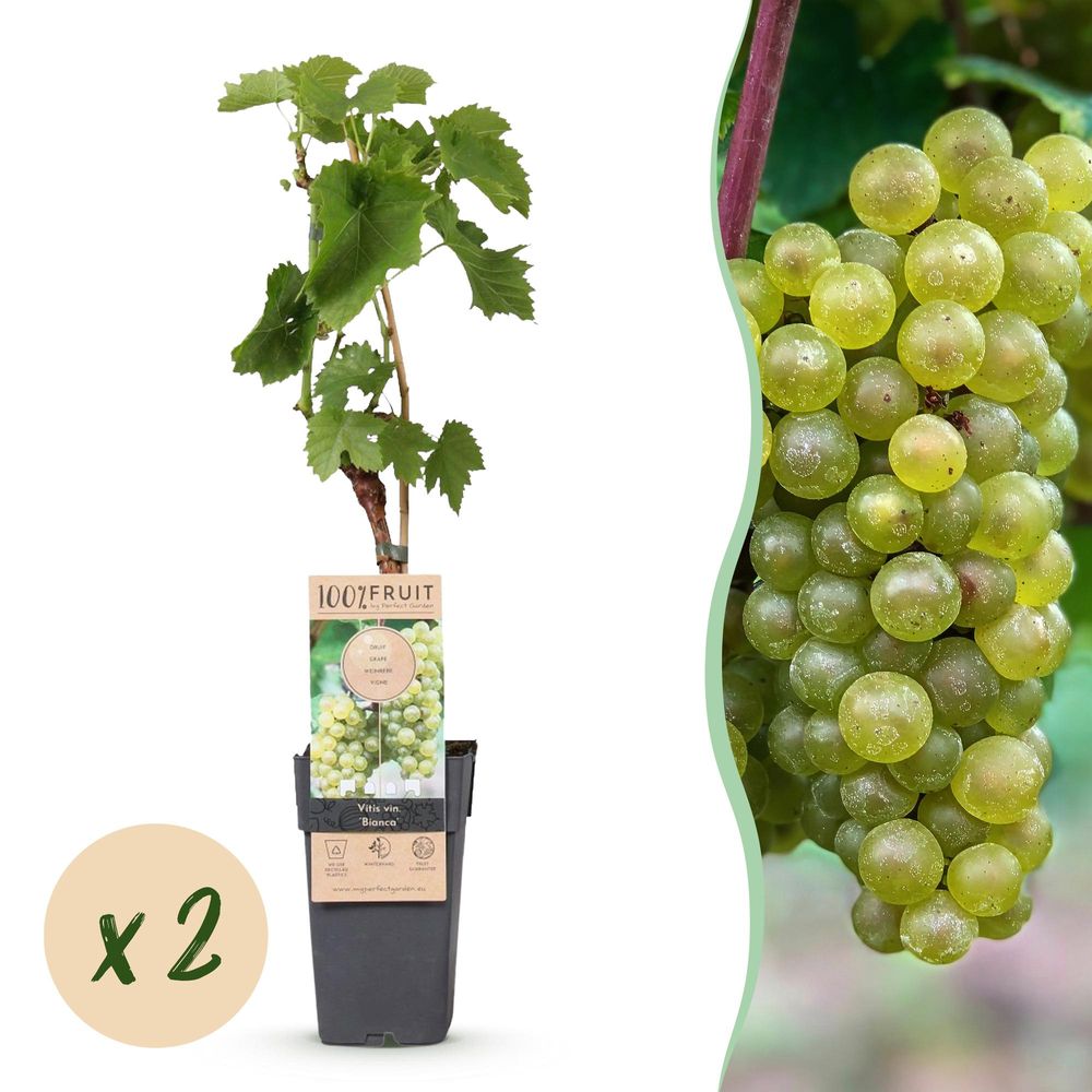Vigne 'bianca' - pot 15 cm - hauteur 50 cm