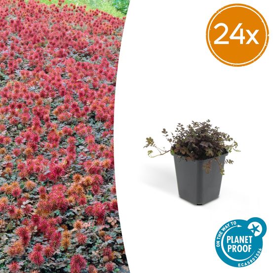 Lot de 24 - acaena microphylla 'kupferteppich' - h10-25 cm