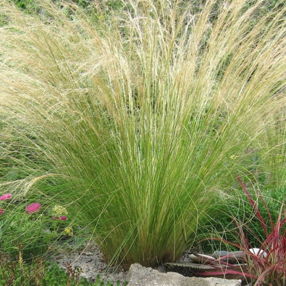 Cheveux d'anges pony tails pot de 2l - 40/60 cm