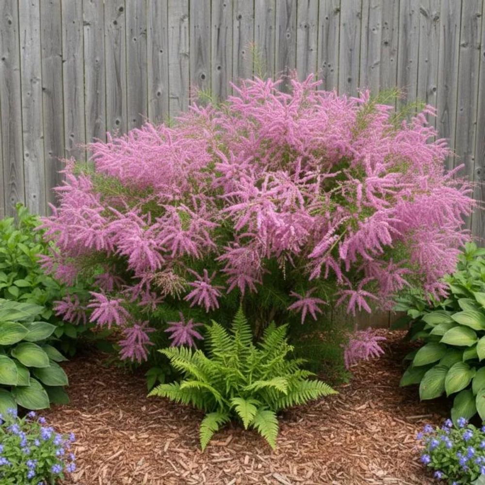 Tamaris d'été rose, tamarix pot de 4l - 40/60 cm