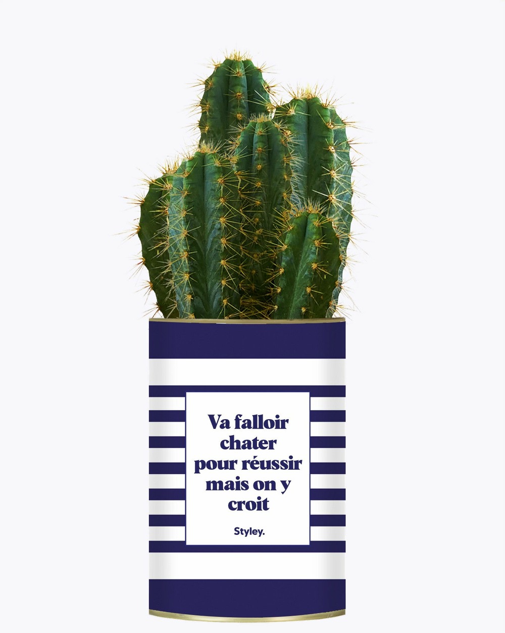 Plante drôle - va falloir chatter pour réussir - cactus