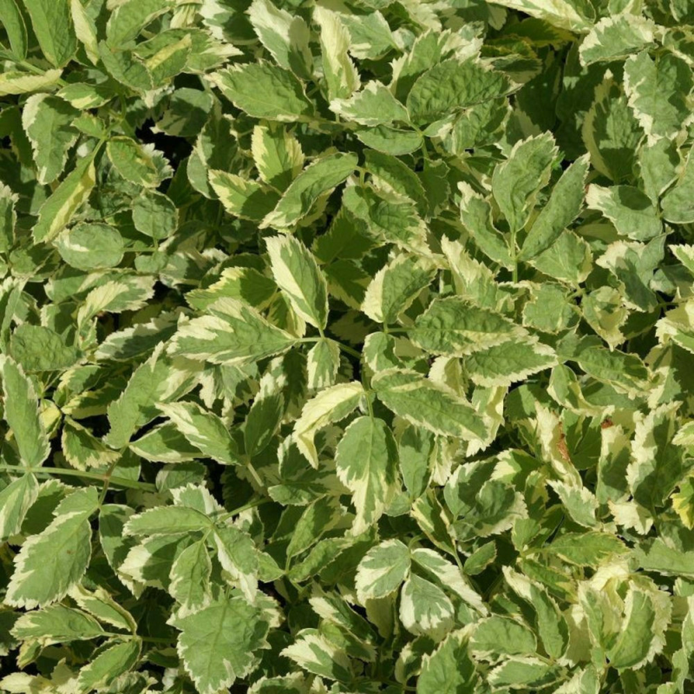 Herbe aux goutteux podagraria variegatum lot de 3 godets