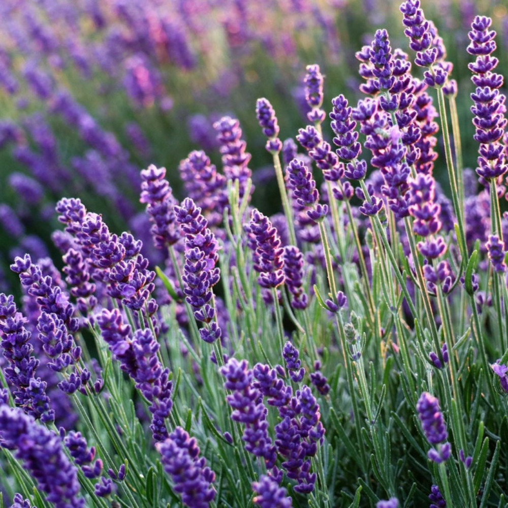 Lavande intermedia phenomenal (niko) - lavandin - 10 cm godet de 9 cm - gris