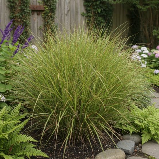 Miscanthus, roseau de chine etincelle lot de 3 godets