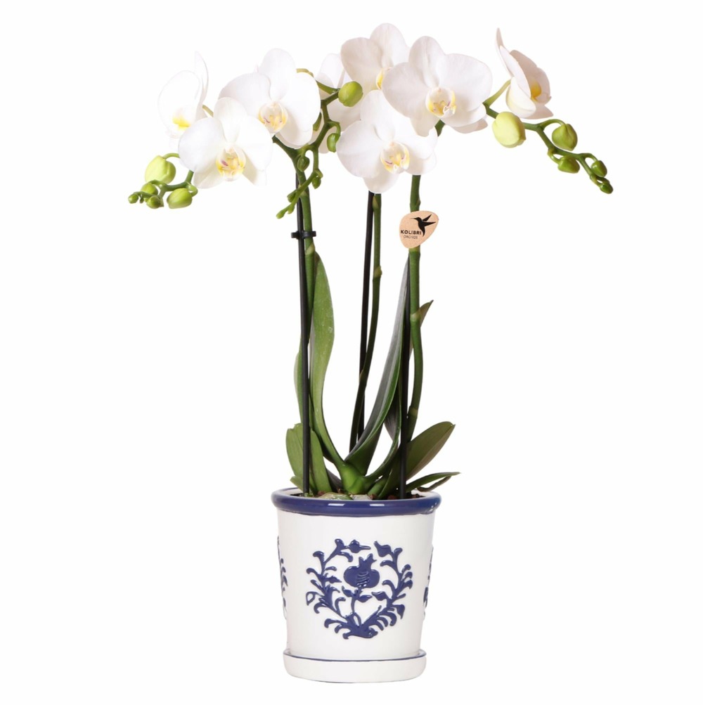 Orchidée amabilis blanche et son pot malaga bleu - hauteur 35cm