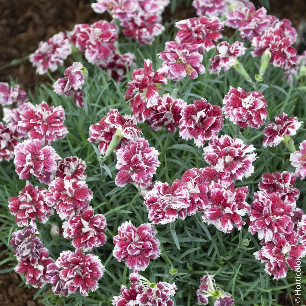 Oeillet nain 'whatfield gem' ou dianthus gratianopolitanus | Truffaut