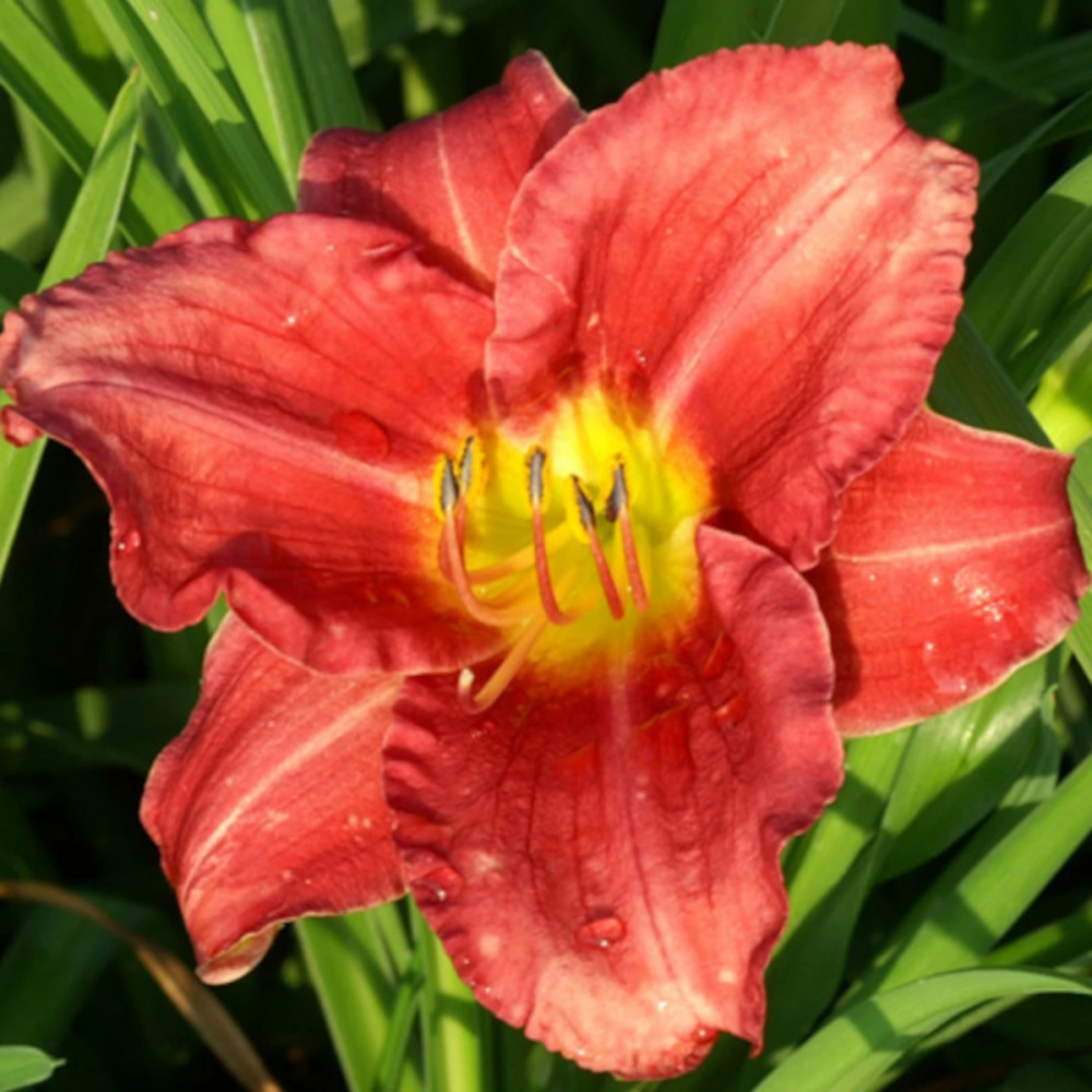 Hémérocalle rosy returns lot de 5 godets