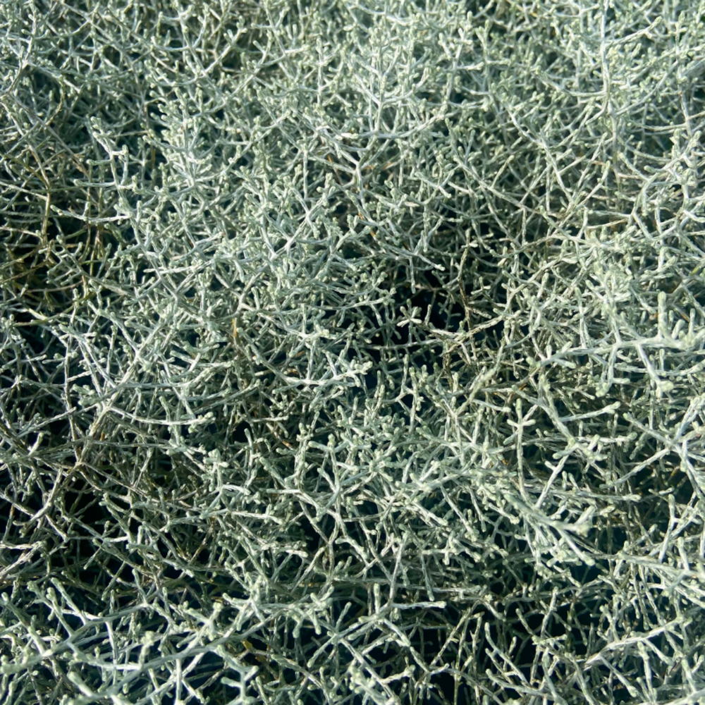 Calocephalus plante en pot vivace 10,5cm