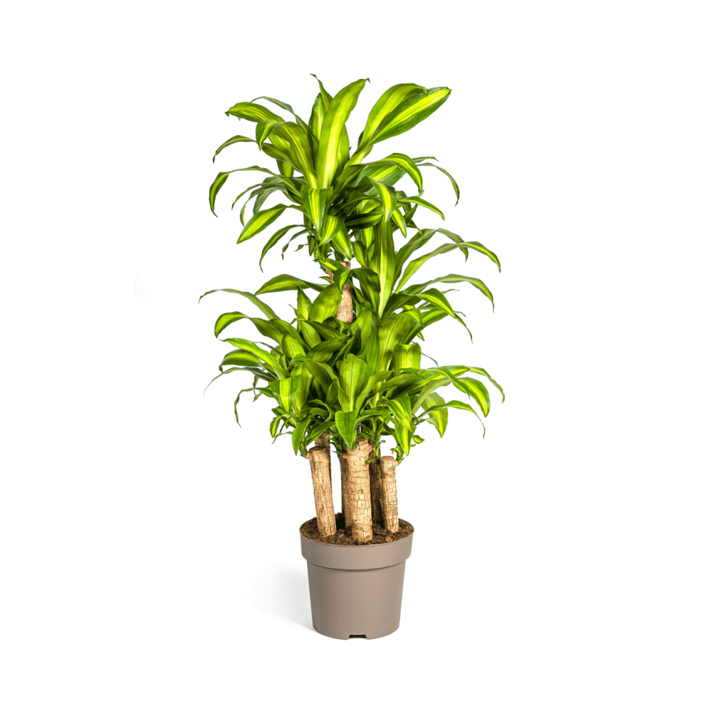 Dracaena fragrans massangeana carrousel ø30cm - ↕130 - 150cm - plantes d'intérieur