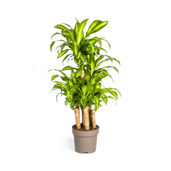 Dracaena fragrans massangeana carrousel ø30cm - ↕130 - 150cm - plantes d'intérieur
