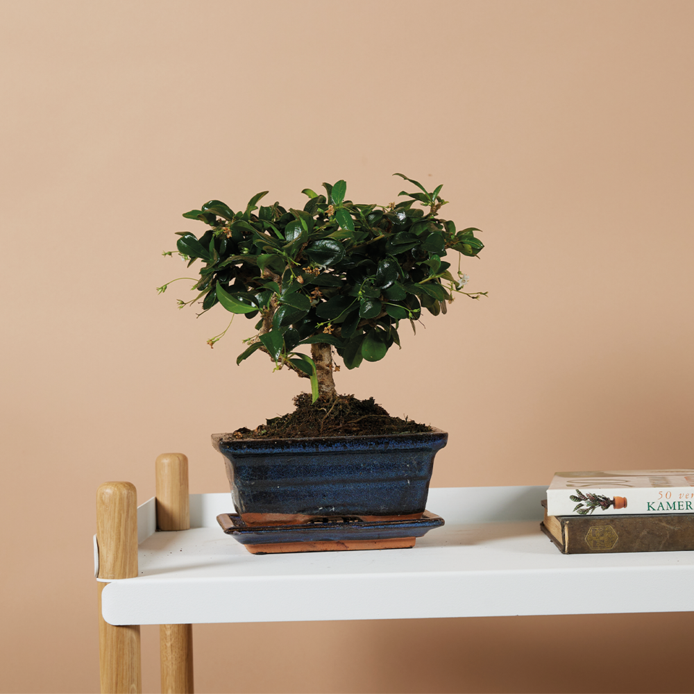 Bol Bonsaï Avec Soucoupe Gr. 5 - Haitang I4 - Bleu - L 31,5cm - L 26c