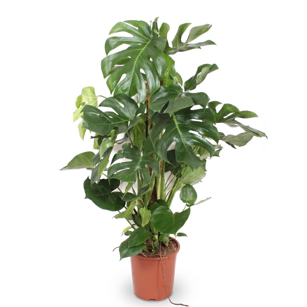 Monstera deliciosa - plantes d'intérieur
